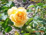 Atocha Gold rose photo