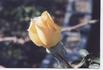 Atocha Gold rose photo