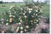 Atocha Gold rose photo