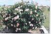 Miss Bloomsalot rose photo