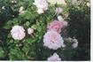 Rustler's Dream rose photo