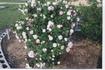 Rustler's Dream rose photo
