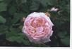 Rustler's Dream rose photo
