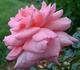 Autumn Dusk rose photo
