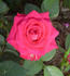 Aristocrat ™ rose photo