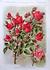 Frau Elise Kreis rose photo