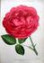 Madame Philibert Boutigny rose photo