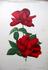His Majesty rose photo
