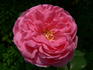 Jardins de Viels Maisons ® rose photo