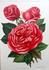Johanna Sebus rose photo