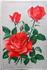 Madame J.W. Büdde rose photo