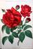Abel Carrière rose photo