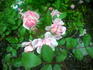 Lady Carolina rose photo