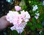 Lady Carolina rose photo