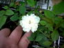 Little Eskimo rose photo
