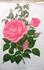Anna Alexieff rose photo