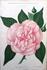 Madame Maurice Fenaille rose photo