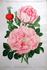 Souvenir de Christophe Cochet rose photo