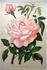 Clara Cochet rose photo