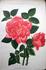 Archiduchesse Maria Immaculata rose photo