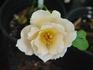 Golden Julia rose photo