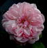 Marquise Spinola ® rose photo