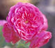 Rosenprinzessin rose photo