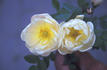 <i>Rosa pimpinellifolia</i> 'Johannisrösschen' rose photo