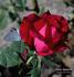 John Waterer rose photo
