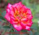 Rose Window rose photo