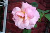 Michèle Meilland, Cl. rose photo