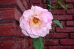 Michèle Meilland, Cl. rose photo
