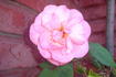 Michèle Meilland, Cl. rose photo