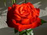 Farandole ® rose photo
