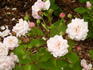 Madame Souchet rose photo