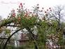 Margo Koster, Cl. rose photo