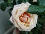 Maxima Hit rose photo