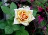 Maxima Hit rose photo