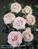 Amie Renaissance rose photo