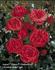 Anjou Palace rose photo