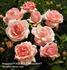 Bangalore ™ rose photo
