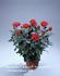 Bordeaux Palace rose photo