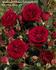 Adventure Palace rose photo