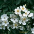Aksel Olsen rose photo