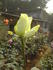 Louisiana rose photo