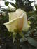 Chablis rose photo
