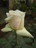 Chablis rose photo