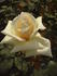 Chablis rose photo