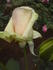 Chablis rose photo