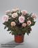 Breeze Parade rose photo